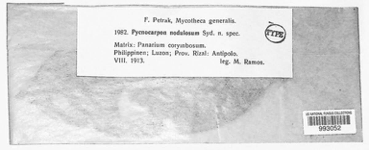 Pycnocarpon image